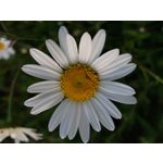 FOTO'S VAN DEZE TELEFOON