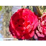 IMAGENS DESTE TELEFONE