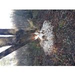 LAS FOTOS HECHAS CON ESTE TELÉFONO