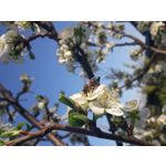 PICTURES FROM THIS PHONE