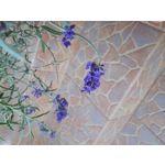 PICTURES FROM THIS PHONE