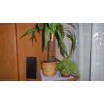 LAS FOTOS HECHAS CON ESTE TELÉFONO