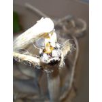 PHOTOS FAITES AVEC CE SMARTPHONE