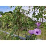 来自这款手机的图片