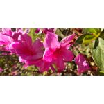 来自这款手机的图片