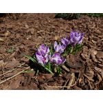 PICTURES FROM THIS PHONE