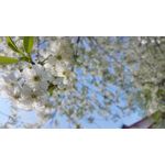 Selbst von Nutzern gemachte Bilder Samsung Galaxy M52