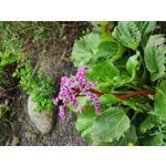 LAS FOTOS HECHAS CON ESTE TELÉFONO