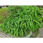 LAS FOTOS HECHAS CON ESTE TELÉFONO