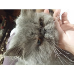 Foto dei utenti Samsung Galaxy Note 3 LTE Foto dei utenti Samsung Galaxy Note 3 LTE