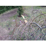 Foto dei utenti Samsung Galaxy Note 3 LTE Foto dei utenti Samsung Galaxy Note 3 LTE