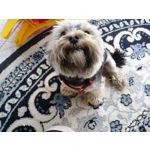 FOTO FATTE CON QUESTO TELEFONO