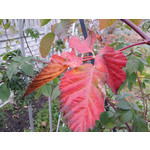 Foto dei utenti Samsung Galaxy Note 3 LTE Foto dei utenti Samsung Galaxy Note 3 LTE