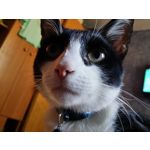 FOTO FATTE CON QUESTO TELEFONO