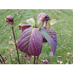 Foto dei utenti Samsung Galaxy Note 3 LTE Foto dei utenti Samsung Galaxy Note 3 LTE