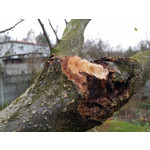 Foto dei utenti Samsung Galaxy Note 3 LTE Foto dei utenti Samsung Galaxy Note 3 LTE