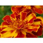 Pictures by this phone Samsung Galaxy Note 8 Dual SIM