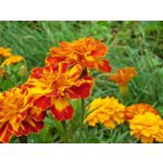 Pictures by this phone Samsung Galaxy Note 8 Dual SIM