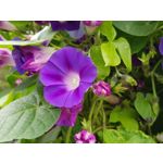 Pictures by this phone Samsung Galaxy Note 8 Dual SIM