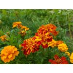 Pictures by this phone Samsung Galaxy Note 8 Dual SIM