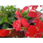 Pictures by this phone Samsung Galaxy Note 8 Dual SIM