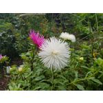 Pictures by this phone Samsung Galaxy Note 8 Dual SIM