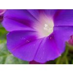 Pictures by this phone Samsung Galaxy Note 8 Dual SIM