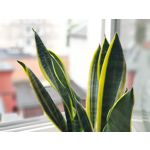 Pictures by this phone Samsung Galaxy Note 8 Dual SIM