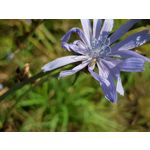 Pictures by this phone Samsung Galaxy Note 8 Dual SIM