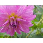 Pictures by this phone Samsung Galaxy Note 8 Dual SIM