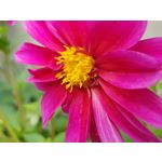 Pictures by this phone Samsung Galaxy Note 8 Dual SIM