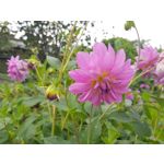 Pictures by this phone Samsung Galaxy Note 8 Dual SIM