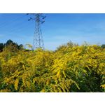 Pictures by this phone Samsung Galaxy Note 8 Dual SIM
