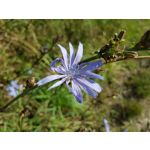 Pictures by this phone Samsung Galaxy Note 8 Dual SIM