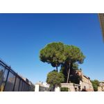 Pictures by this phone Samsung Galaxy Note 8 Dual SIM