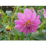 Pictures by this phone Samsung Galaxy Note 8 Dual SIM