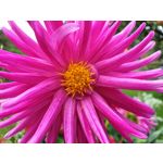 Фотографии пользователя Samsung Galaxy Note 9 Dual SIM