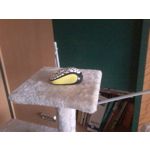 Imágenes de los usuarios Samsung Galaxy Pocket 2 Imágenes de los usuarios Samsung Galaxy Pocket 2