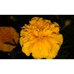 PICTURES FROM THIS PHONE