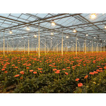 PICTURES FROM THIS PHONE