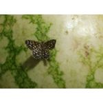 LAS FOTOS HECHAS CON ESTE TELÉFONO