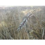 FOTO FATTE CON QUESTO TELEFONO