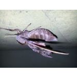 FOTO FATTE CON QUESTO TELEFONO