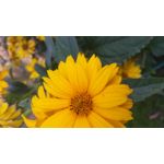 ФОТКИ СНЯТЫЕ ДАННЫМ МОБИЛЬНИКОМ