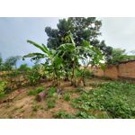 FOTO FATTE CON QUESTO TELEFONO