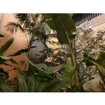 Foto dei utenti Samsung Galaxy S10+ Dual SIM Foto dei utenti Samsung Galaxy S10+ Dual SIM