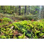 Selbst von Nutzern gemachte Bilder Samsung Galaxy S20 FE 5G