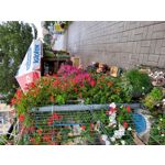 Selbst von Nutzern gemachte Bilder Samsung Galaxy S20 FE 5G