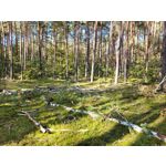 Selbst von Nutzern gemachte Bilder Samsung Galaxy S20 FE 5G