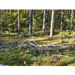 Selbst von Nutzern gemachte Bilder Samsung Galaxy S20 FE 5G